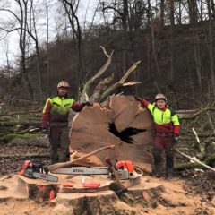 Älteste und größte Eiche Kirchhams gefällt!